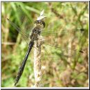 Sympetrum danae - Schwarze Heidelibelle m03.jpg